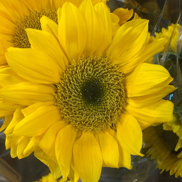 sunflwr524